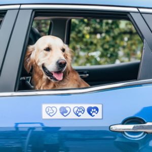 Chien dans une voiture bleue avec autocollants.